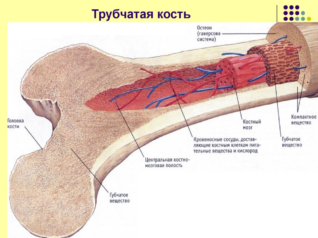 Строение костей фото