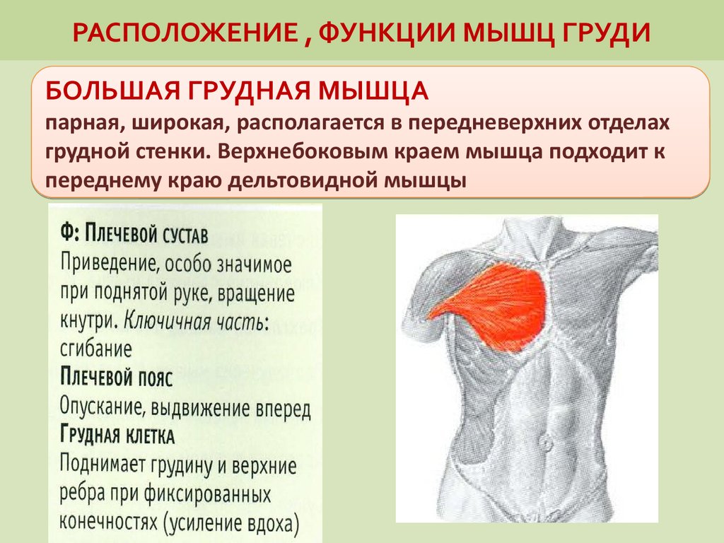 Главная функция мышцы. Мышцы груди функции. Мышцы груди анатомия. Функция грудной мышцы. Большая грудная мышца функции.