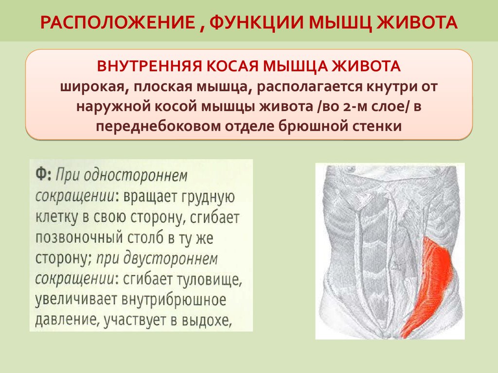 Функции мышц. Мышцы живота функции. Мышцы брюшного пресса функции. Расположение мышц живота. Мышцы брюшного пресса расположение.