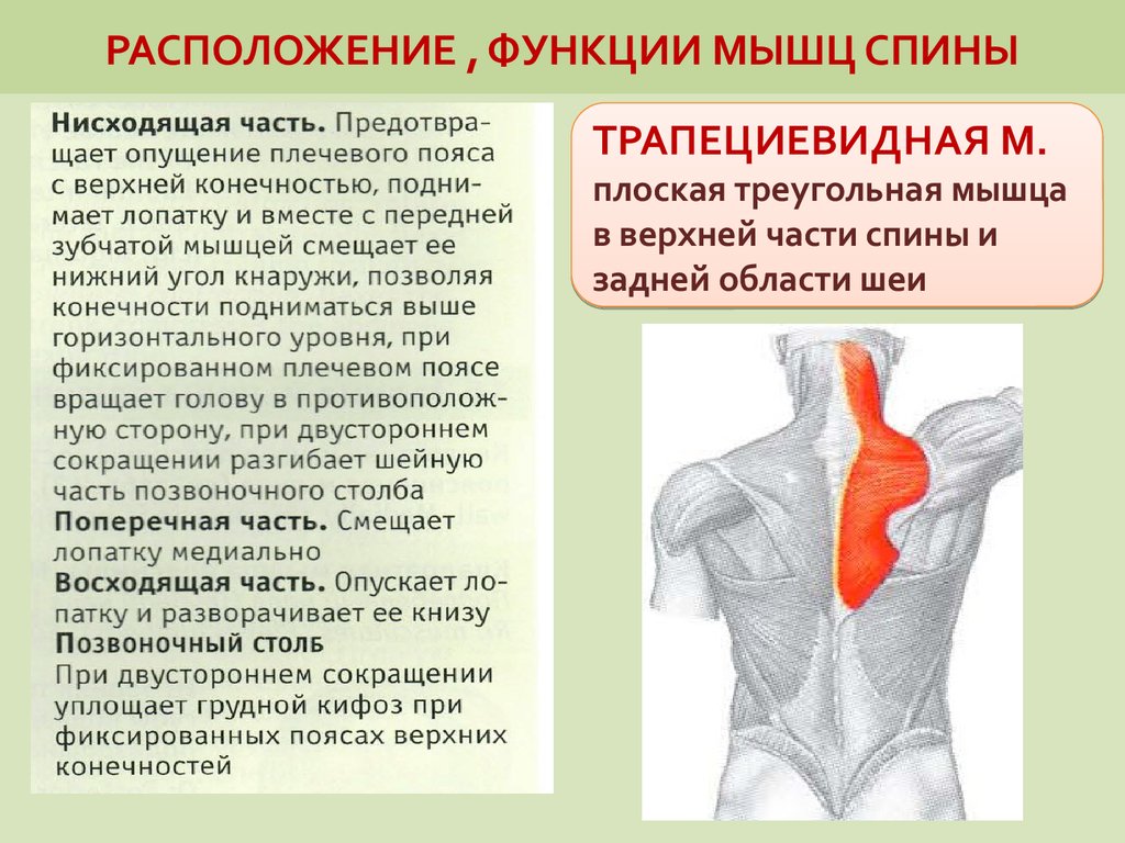 Части поясницы. Трапециевидная мышца спины функции. Поверхностные мышцы спины функции.