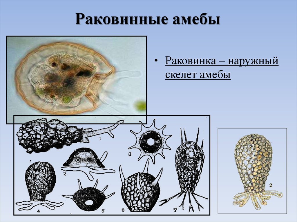 Раковинная амеба рисунок