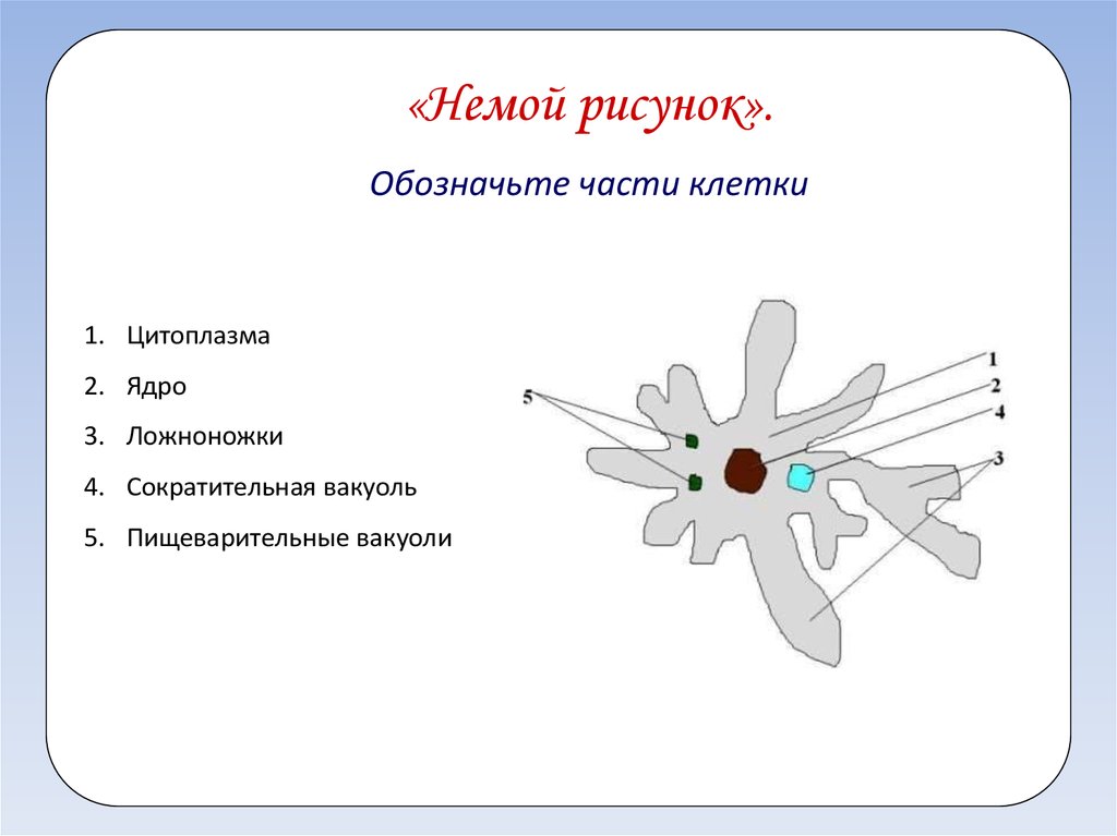 Простейшие презентация