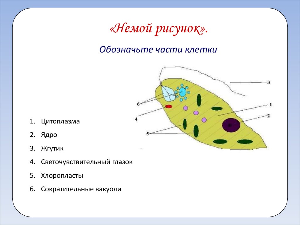 Какие структуры клетки обозначены на рисунке. Части клетки. Обозначьте части клетки. Подпишите части клетки. Основные составные части клетки.