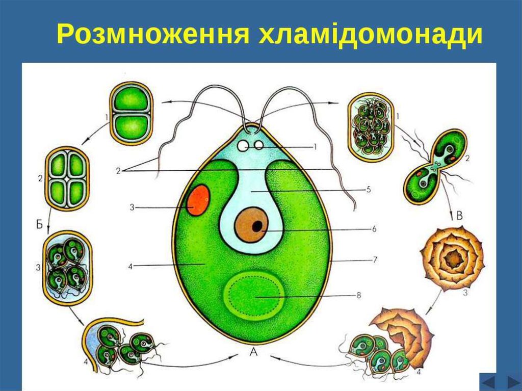 Хроматофор. Хроматофор у хламидомонады. Будова хламідомонади. Рисунок хламидомонады с обозначениями. Форма хроматофора у хламидомонады.