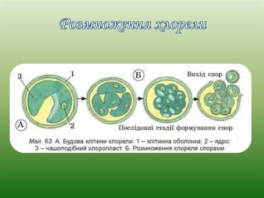 Размножение хлореллы рисунок