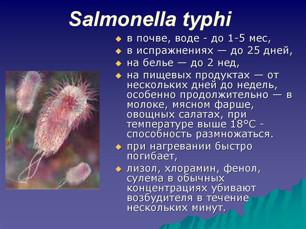 Характеристика сальмонеллеза. Salmonella typhi характеристика. Строение бактерии Salmonella typhi. Salmonella typhi морфология.