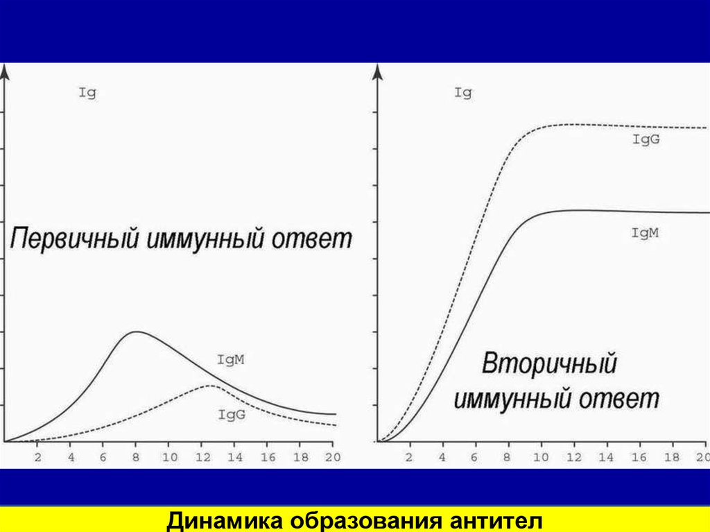 Динамика ответов. Динамика образования антител первичный и вторичный иммунный ответ. Динамика образования антител микробиология. Динамика накопления антител фазы антителообразования. Схема динамика антитела образования.