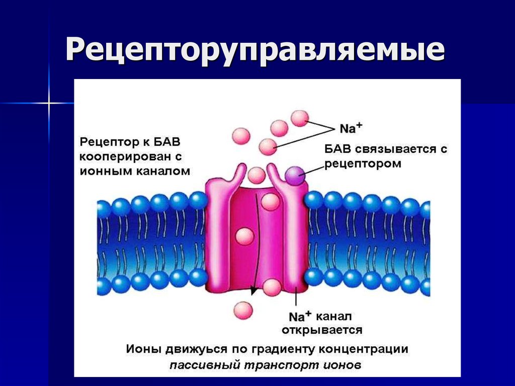 Субъединицы мембран