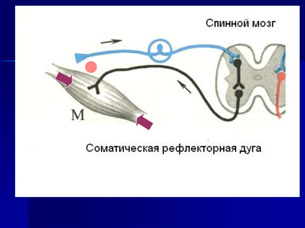 Простейшая соматическая рефлекторная дуга