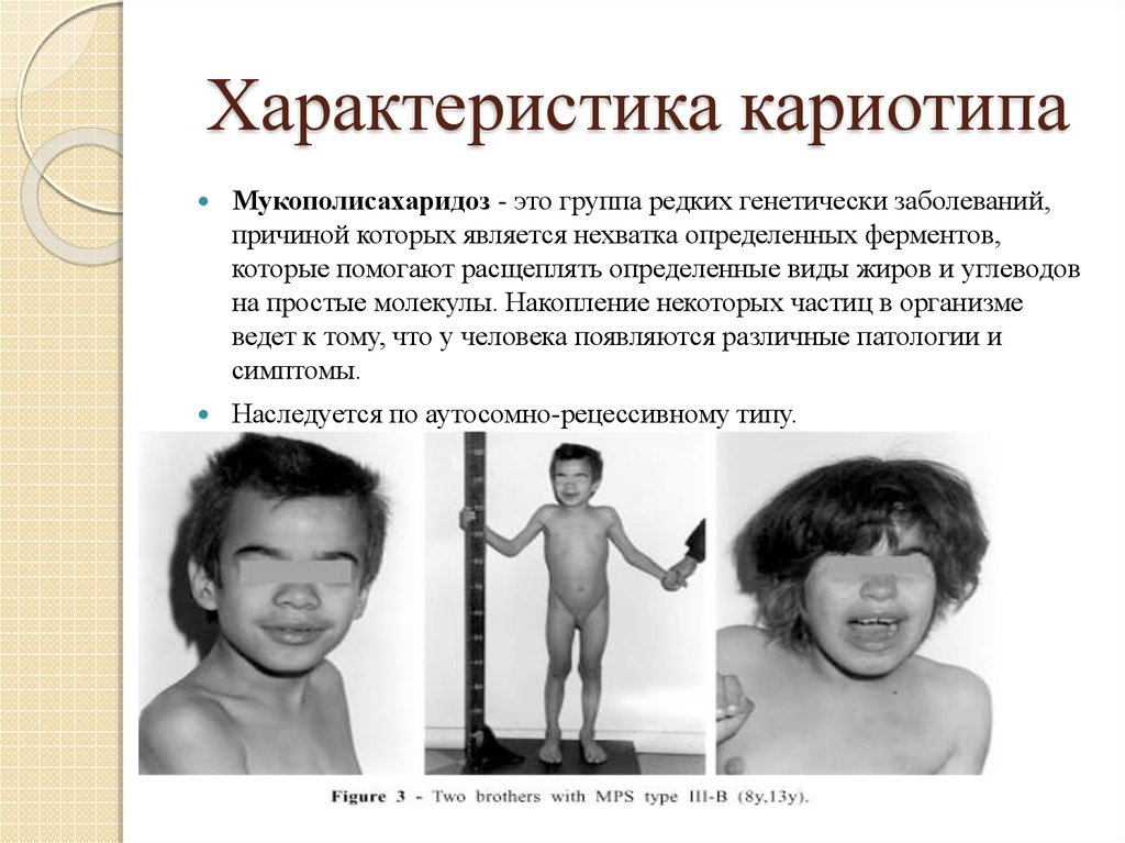 Характеристика кариотипа