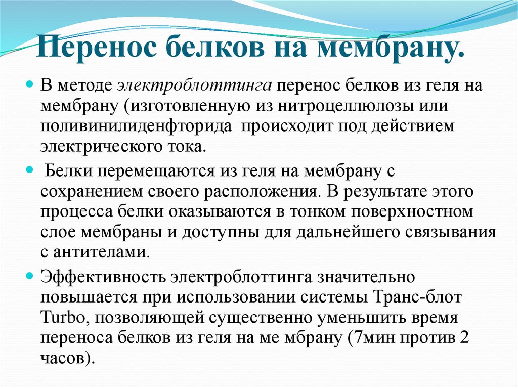 Белок переносит