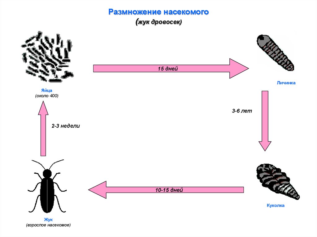 Модель схема насекомого