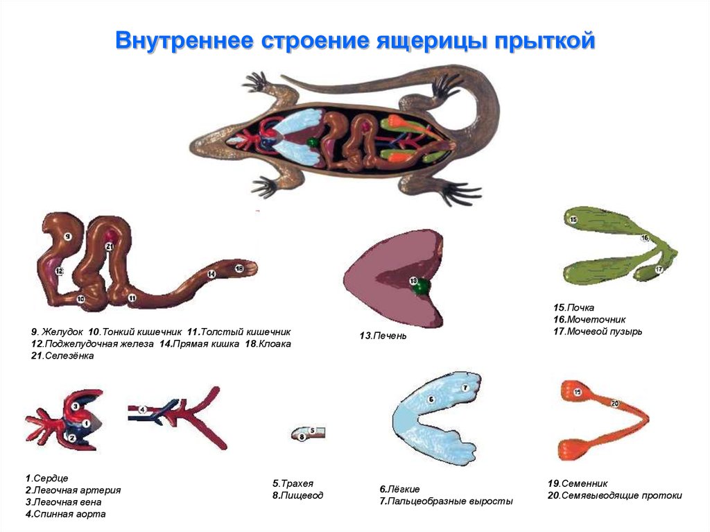 Рисунок внутренние органы ящерицы