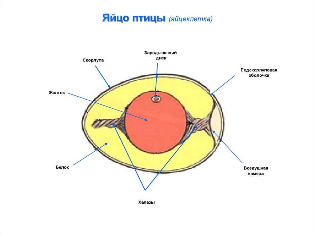 Схема строения яйца курицы