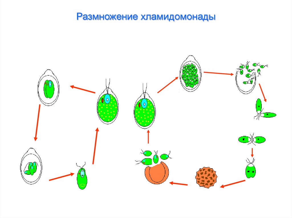 Каким номером на рисунке обозначено мейотическое деление в жизненном цикле хламидомонады