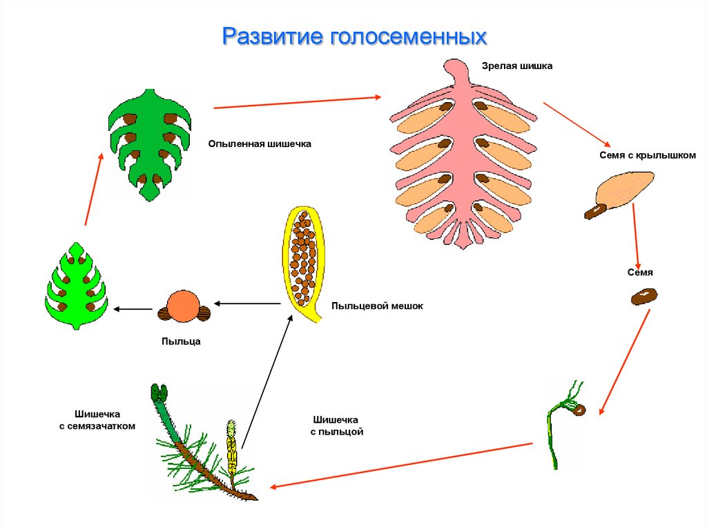 Жизненный цикл голосеменных растений схема