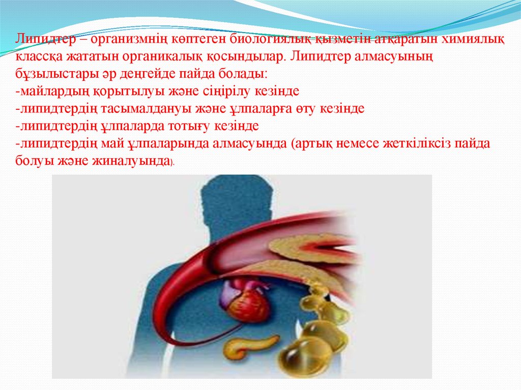 Липидтер алмасуы презентация