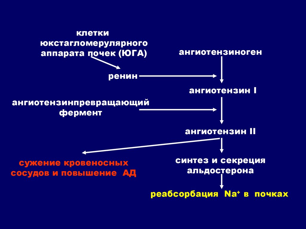 Инволютивные изменения. Юга почек ренин. Ангиотензин превращающий фермент 2. Синтез ангиотензина 2. Повышение секреции ренина.