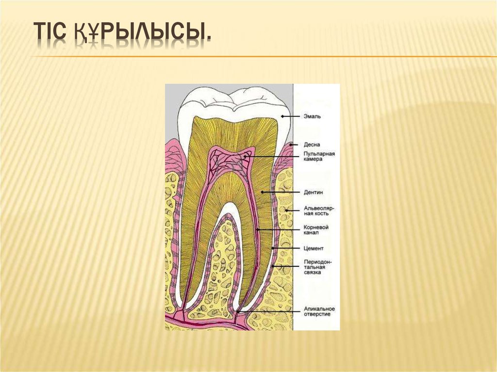 Тістем түрлері презентация