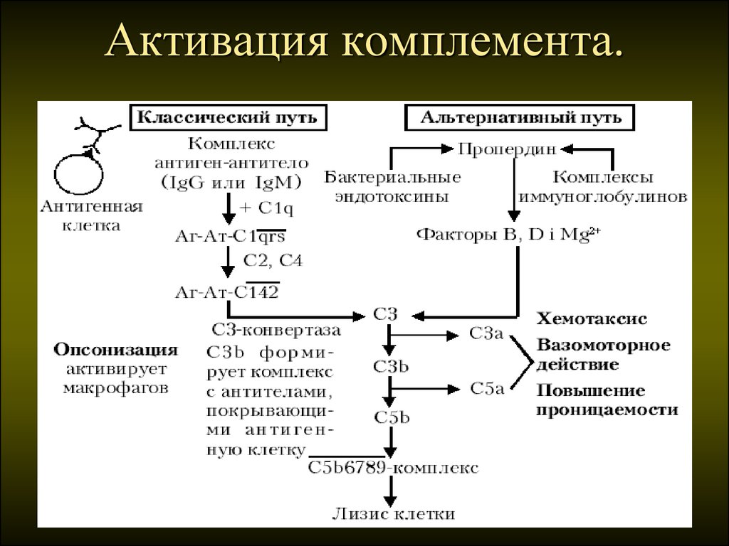 Схема комплемента