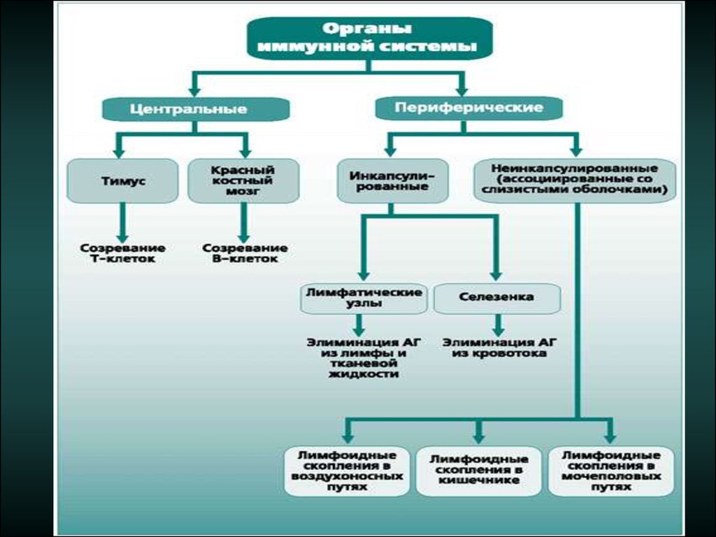 Состояние структура. Графологическая структура иммунопатологические процессы. Типы иммунопатологических состояний. Иммунопатологические процессы виды. Виды иммунопатологических процессов схема.