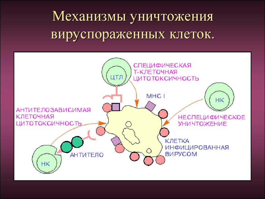Специфические клетки. Цитотоксические т-лимфоциты функции. Механизм цитотоксичности т лимфоцитов. Основной белок гранул цитотоксических т-лимфоцитов. Назовите основной белок гранул цитотоксических т-лимфоцитов.