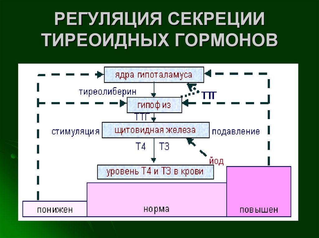 Гипоталамус гормон роста биосинтез белка рост организма схема