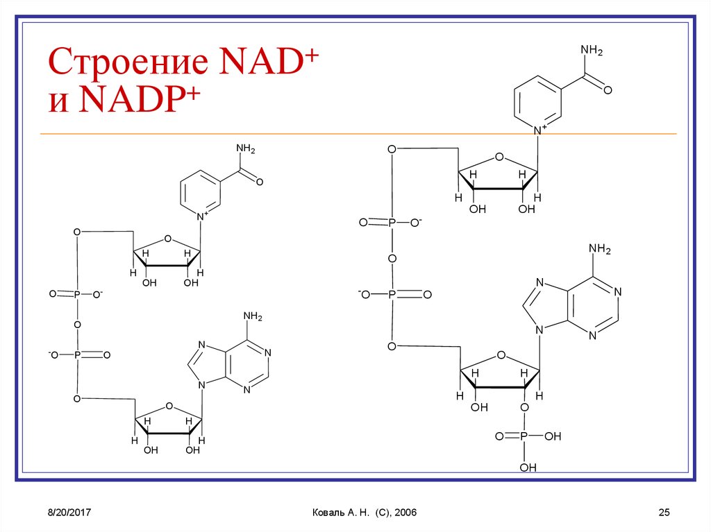 Над плюс. Над строение биохимия. Nad+ биохимия. Строение НАДФ. Nad и NADP коферменты.