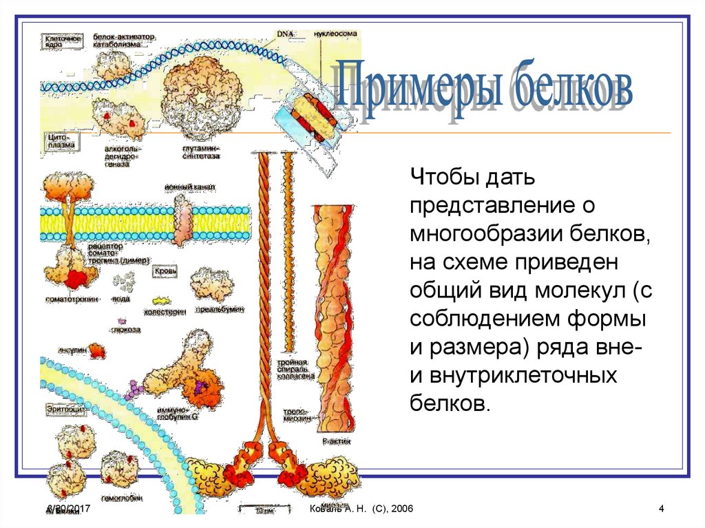 Примеры белков