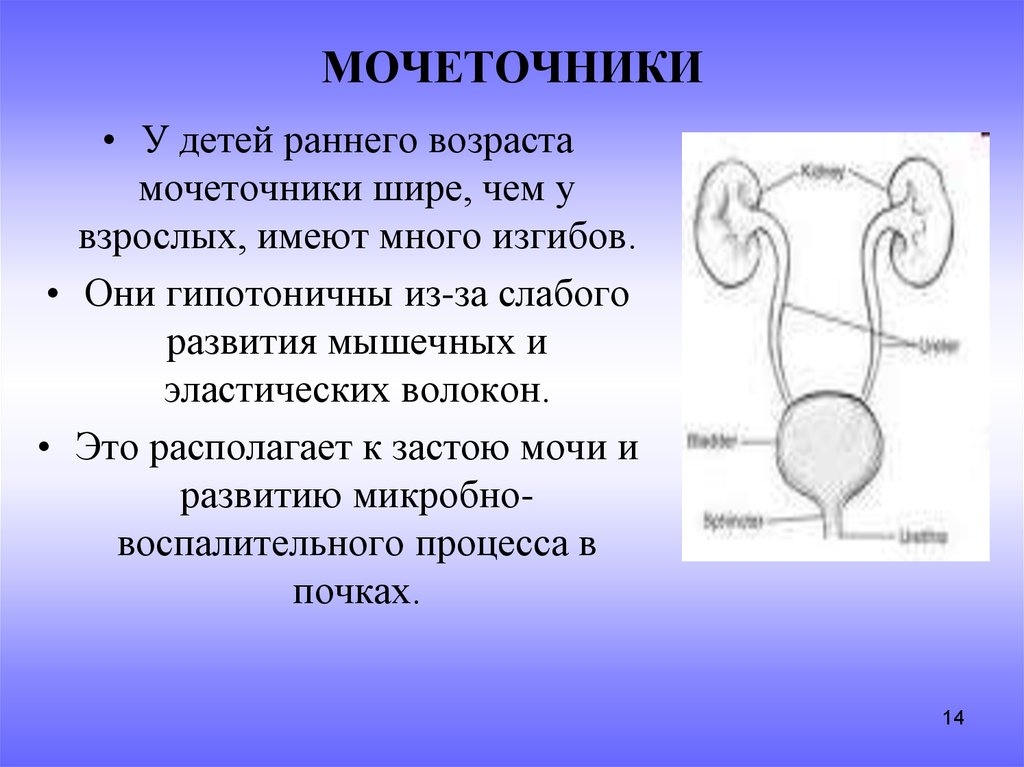 В какой отдел попадает моча из мочеточника