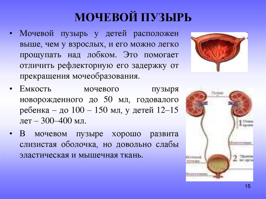 Задняя поверхность мочевого пузыря у мужчин прилежит. Физиологическая емкость мочевого пузыря составляет. Эмбриогенез мочевого пузыря. Максимальная вместимость мочевого пузыря. Размеры мочевого пузыря у человека.