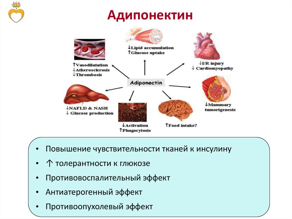 Схема процесса поддерживающего уровень глюкозы в крови при углеводном голодании