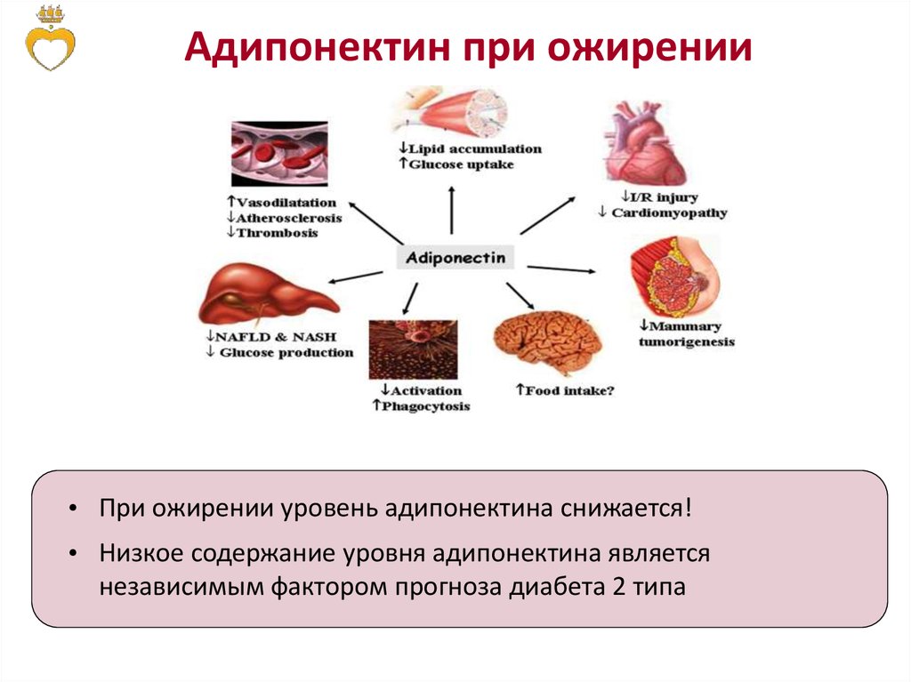 Картинки углеводный обмен