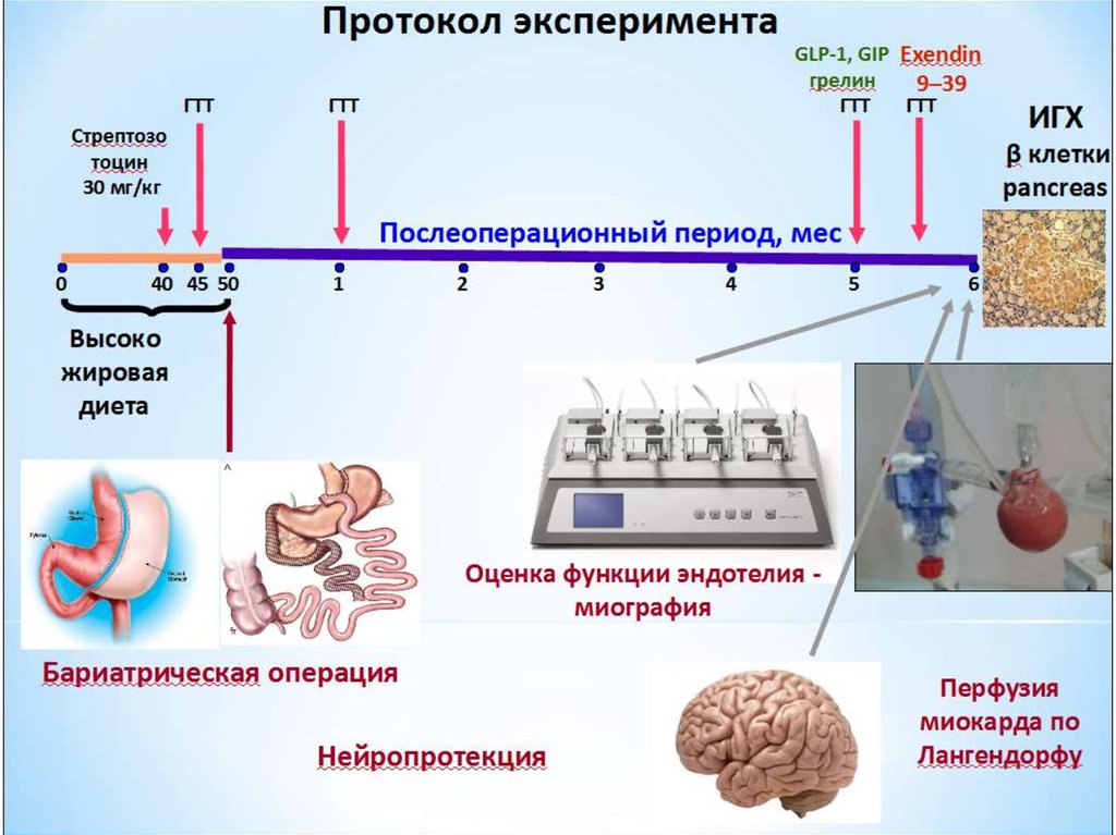 Углеводный и липидный обмен. Нарушение жирового обмена. Нарушения жирового обмена патофизиология. Взаимосвязь липидного и углеводного обмена.