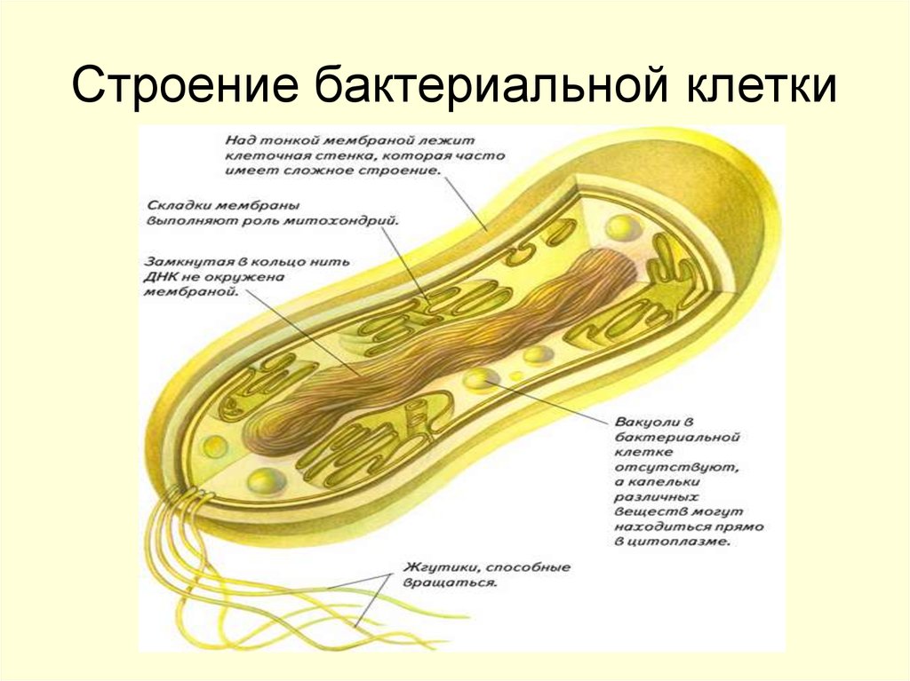 Клетка бактерии рисунок