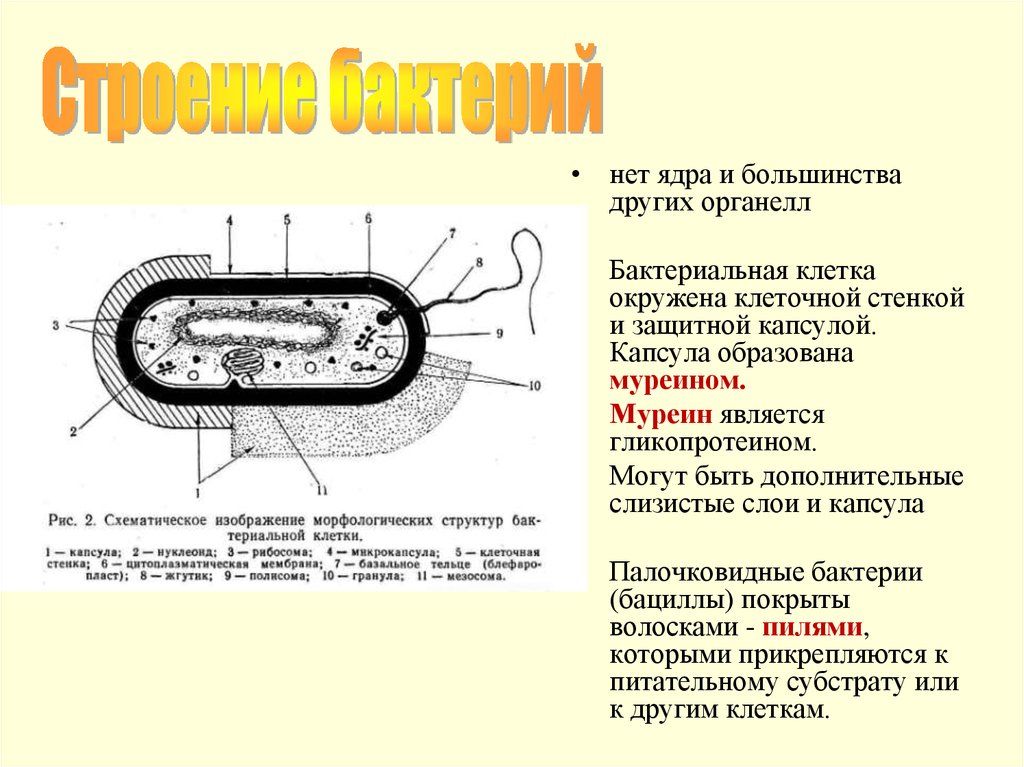 Какие особенности строения бактериальной клетки. Строение бактериальной клетки органоиды. Структура бактериальной клетки функции органоидов. Строение прокариотической клетки микробиология. Схема капсулы бактериальной клетки.