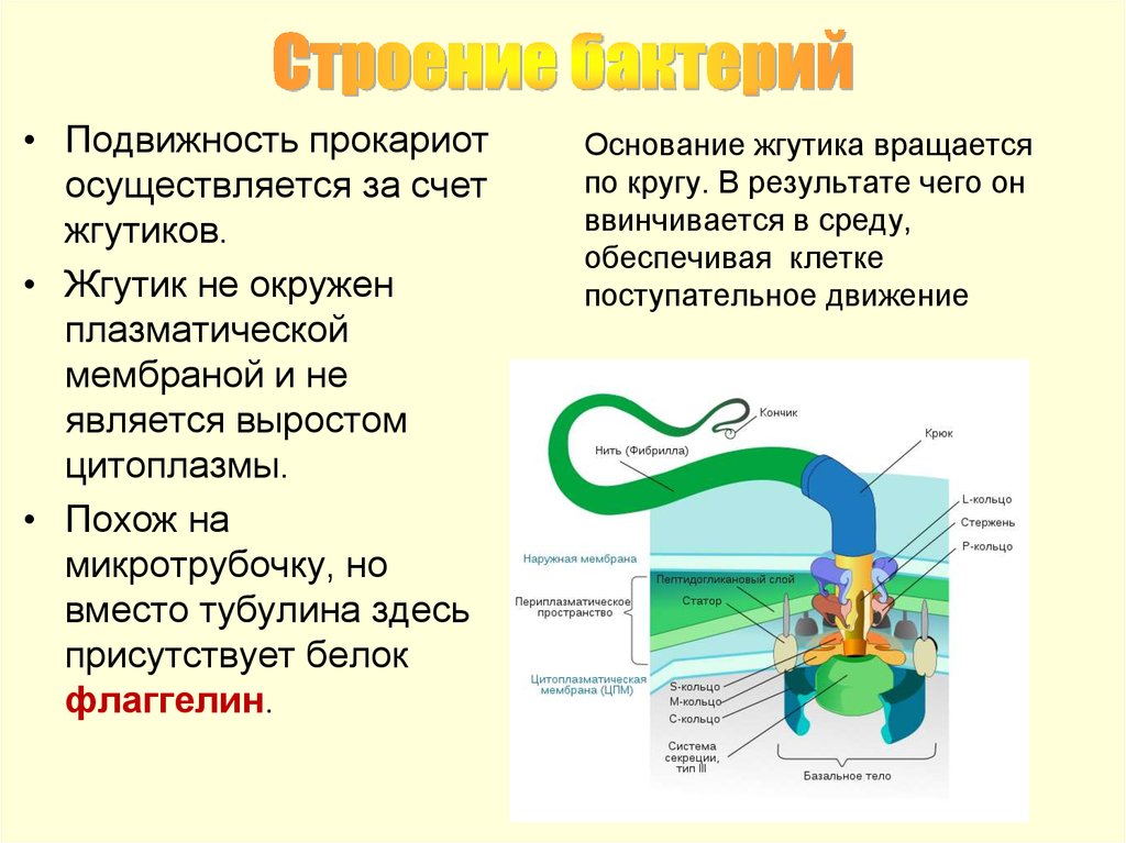 Жгутики бактерий состав. Строение прокариотической клетки со жгутиками. Строение бактериальных жгутиков. Строение бактериального жгутика. Структура жгутиков бактерий.