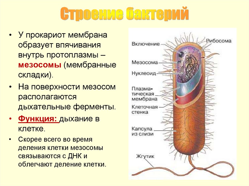 Для клетки прокариот характерно. Строение бактериальной клетки мезосомы. Строение прокариотической бактериальной клетки. Функции мезосомы бактериальной клетки. Строение клетки прокариот бактерии.