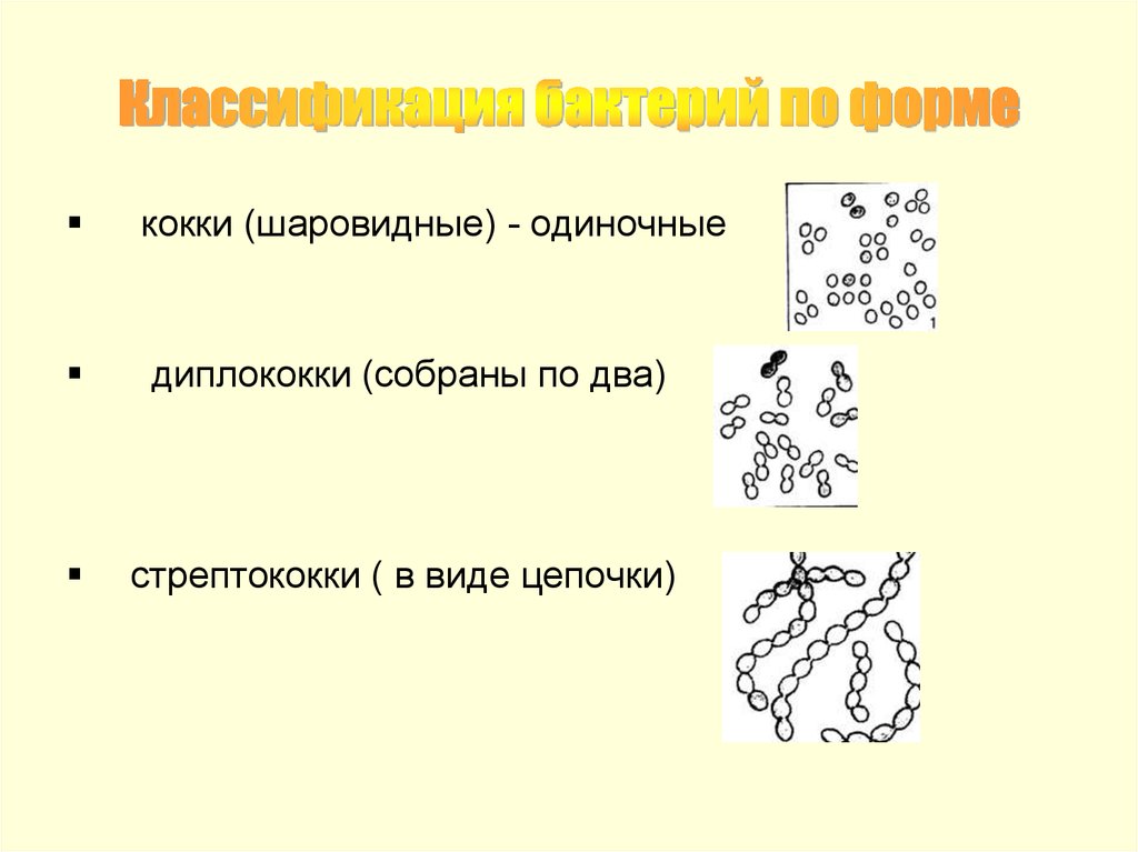 Классификация бактерий кокки. Схема 1 классификация бактерий по форме.