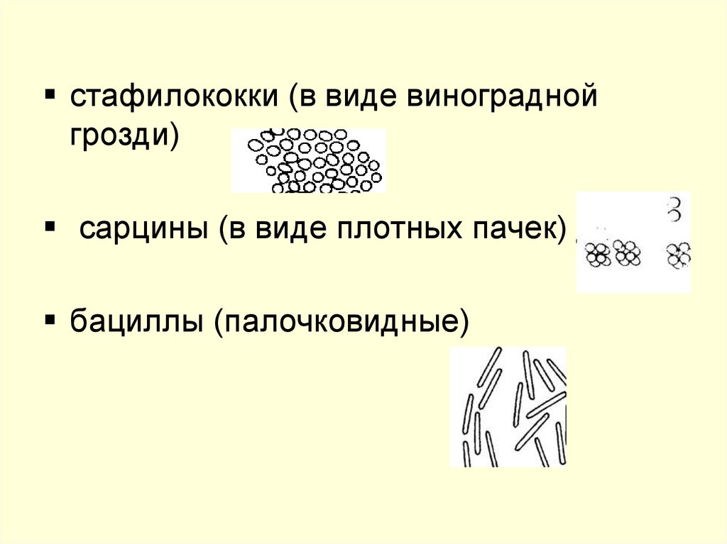 Сарцины бактерии. Палочковидную форму имеют. Стафилококк Виноградная гроздь. Сарцины бактерии в виде пачек.