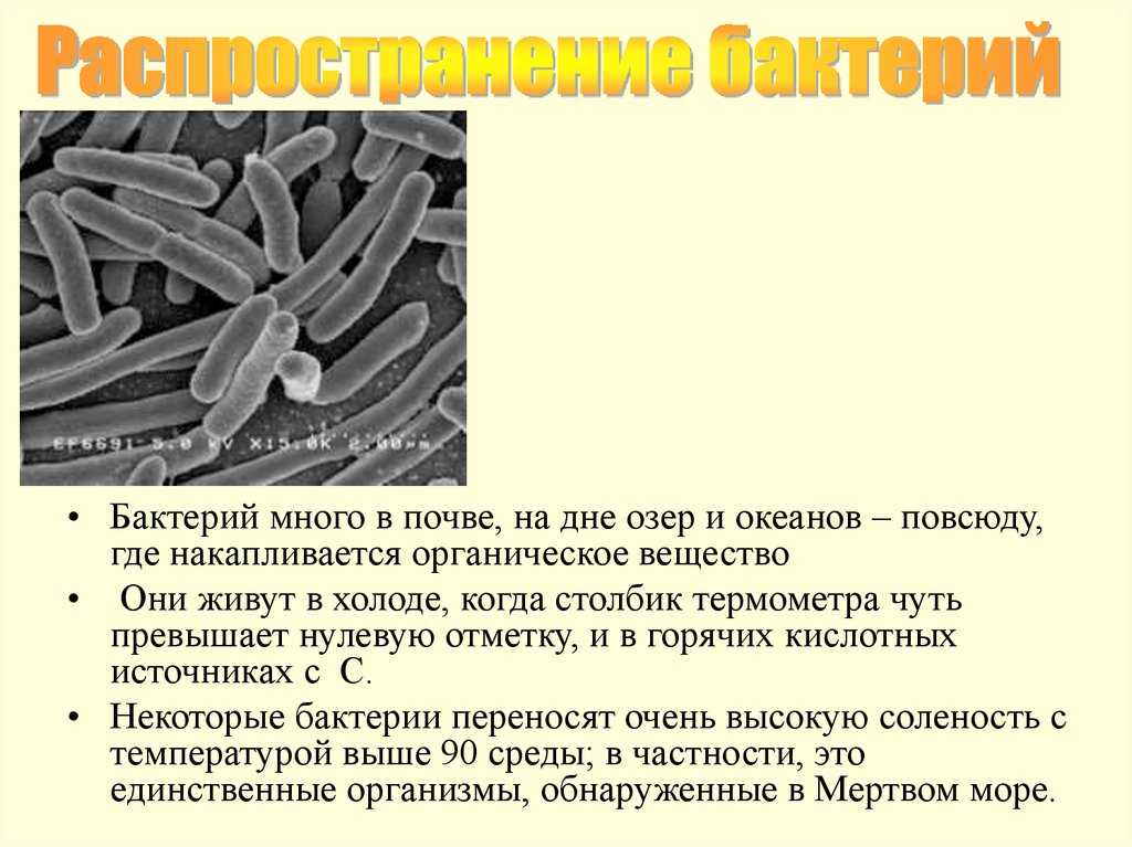 Проект 6 класс бактерии