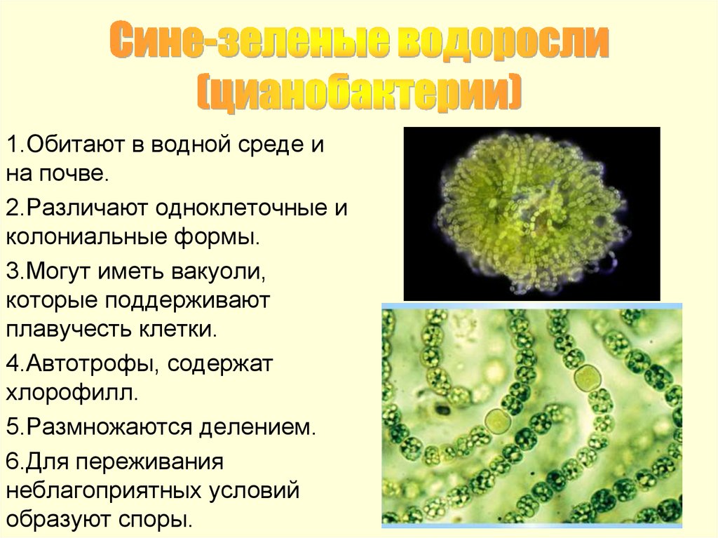 Водоросли характеризуются. Синезеленые цианобактерии. Одноклеточные цианобактерии. Цианобактерии царство. Синезелёные водоросли цианобактерии.