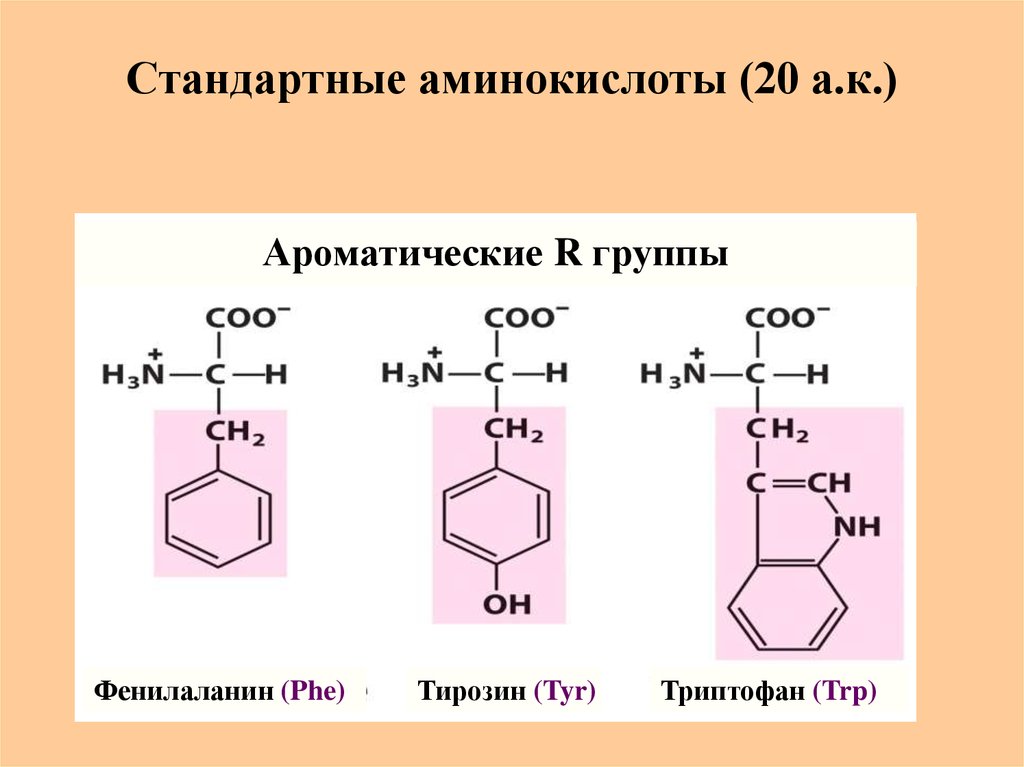 Фенилаланин аминокислота формула. Ароматические Амины тирозин. Ароматические аминокислоты формулы. Тирозин аминокислота формула. Триптофан формула аминокислоты.