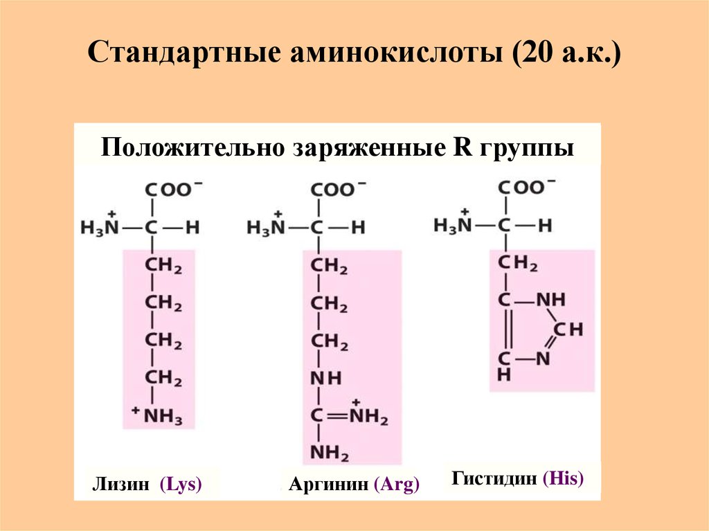 Главные аминокислоты. Аргинин формула ионизированная. Лизин аргинин гистидин. Гистидин ионизированная форма. Трипептид лизин аргинин гистидин.