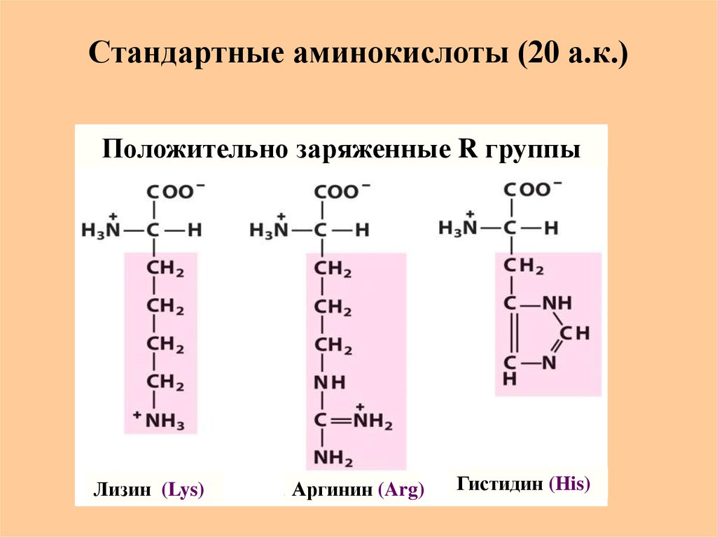 20 белков. Лизин аргинин гистидин. Трипептид лизин аргинин гистидин. Ионизированная формула аргинина. Лизин и аргинин пептид.