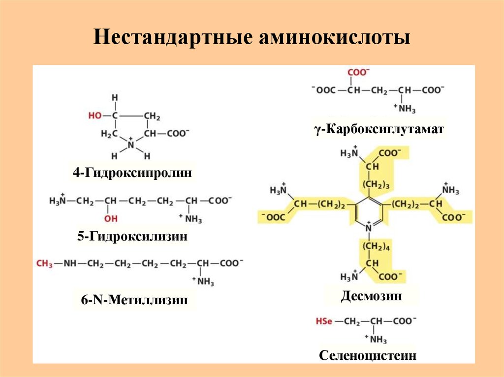 Аминокислоты биохимия презентация