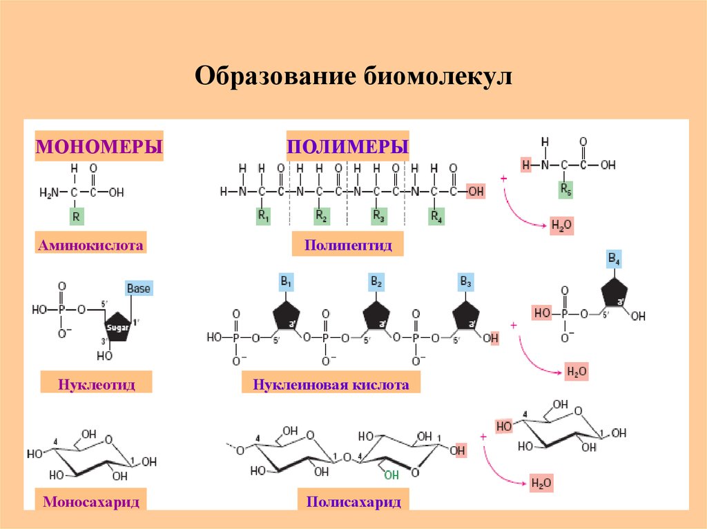 Мономерами молекул нуклеиновых кислот. Аминокислота полипептид. Полимер аминокислоты. Полипептид из аминокислот. Схема формирования полимера из мономера.