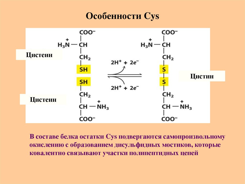 Аминокислотные остатки в белках. Цистеин и цистин окисление. Дисульфидные мостики цистеин. Цистеина в цистин. Окисление цистеина.