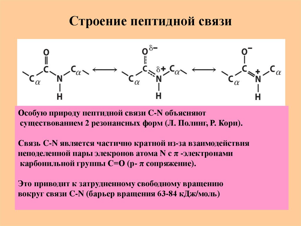 Аминокислоты в полипептиде соединены. Строение пептидной связи аминокислот. Электронное строение аминокислот. Конформационное строение пептида. Пептиды. Пространственное строение пептидной группы..