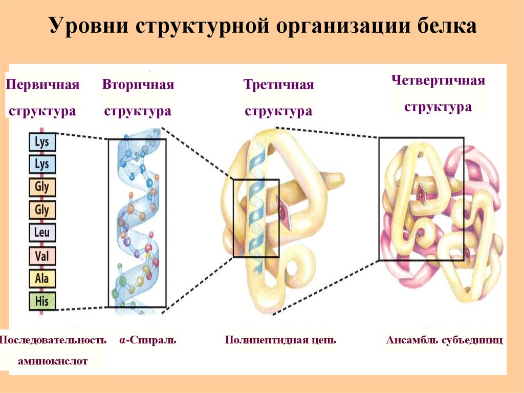 4 организации белка. Структура молекулы белка первичная вторичная третичная четвертичная. Вторичная структура белка третичная структура белка четвертичная. Первичный и вторичный уровни организации белковой молекулы. Уровни структурной организации белков первичная.